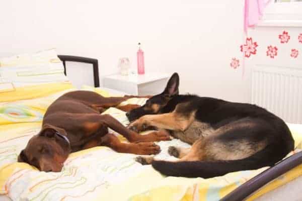 Best-Dog-Bed-For-German-Shepherd