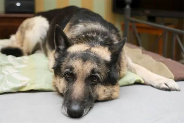 Best-Dog-Bed-For-German-Shepherd