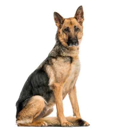 best-dog-food-for-epi-german-shepherd