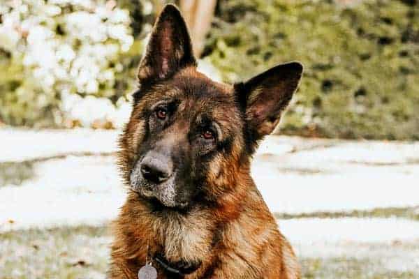 best-dog-food-for-epi-german-shepherd