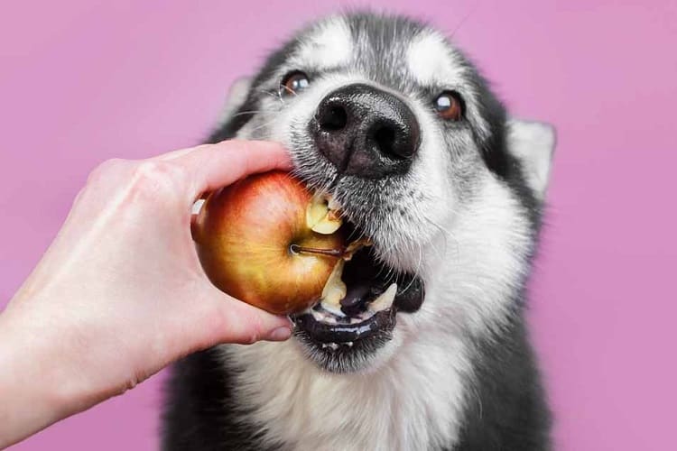 Alternative Snacks for Dogs 