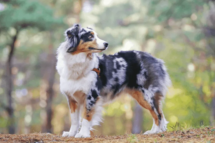 Caring for a Black Australian Shepherd 