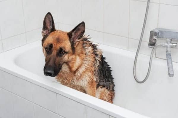 Best-Shampoo-For-German-Shepherd