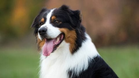 Black Australian Shepherd