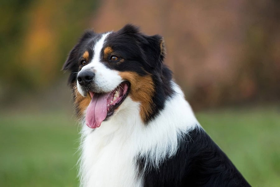 Black Australian Shepherd