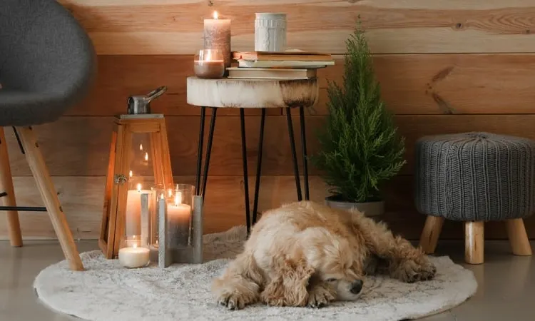 How to Burn Incense with Dogs in the House