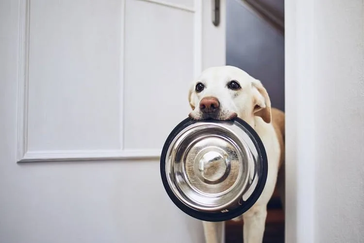 Nutritional Benefits of Cheerios for Dogs