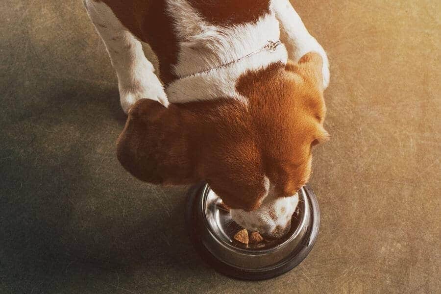 Can Dogs Eat Passion Fruit