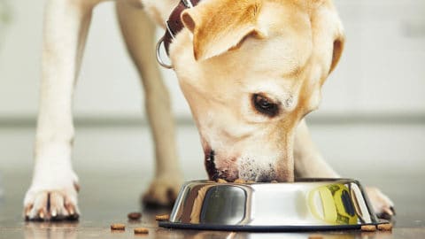 Can Dogs Have Honey Nut Cheerios?