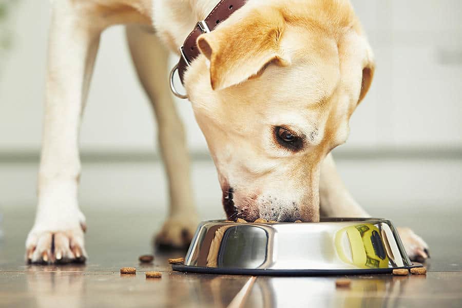 can a dog eat honey nut cheerios