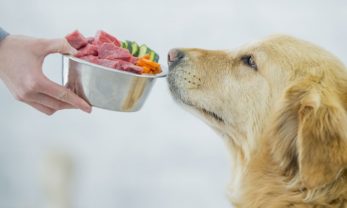 Can Dogs Have Honey Nut Cheerios?