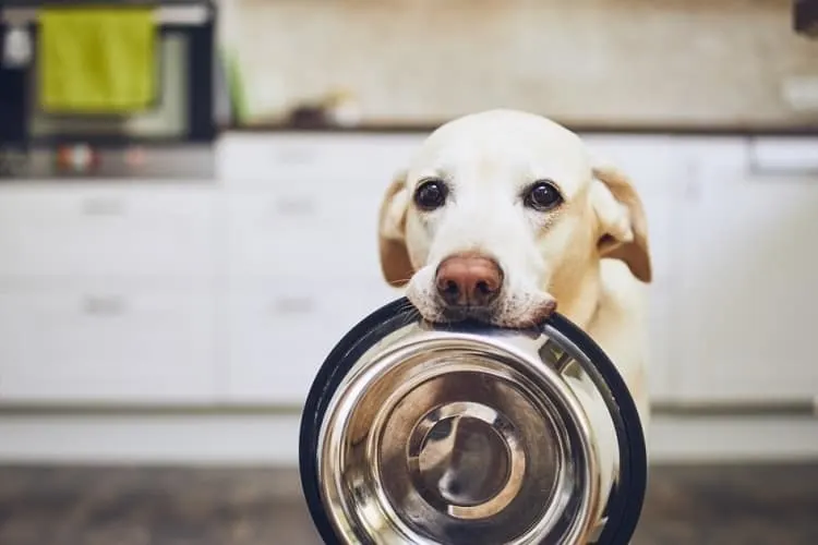 How to Feed Lunch Meat to Your Dog (Without Worrying About the Health Risks)?