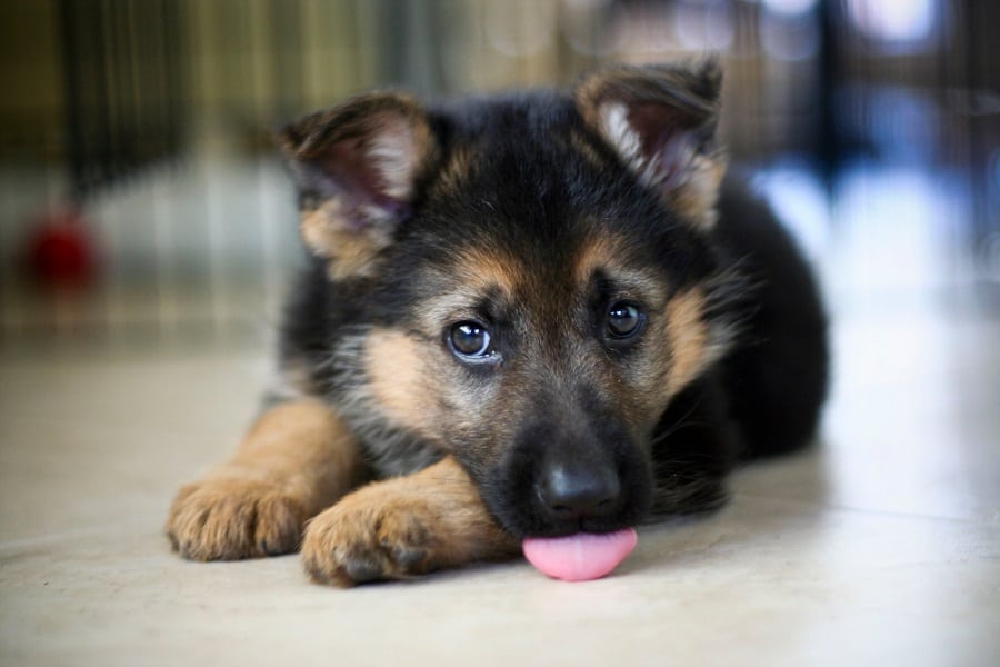 When Does Puppy Poop Become Solid?