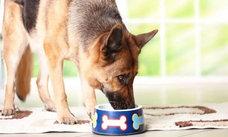 Ways to Feed Fish Sticks to Your Dog