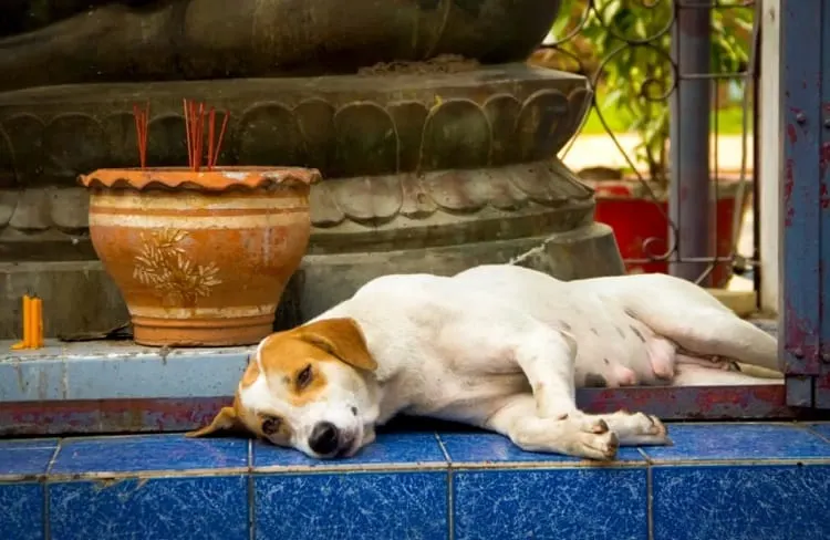 Why is Incense Bad for Dogs?