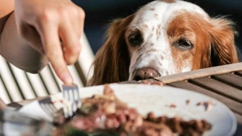 Can Dogs Eat Lunch Meat?