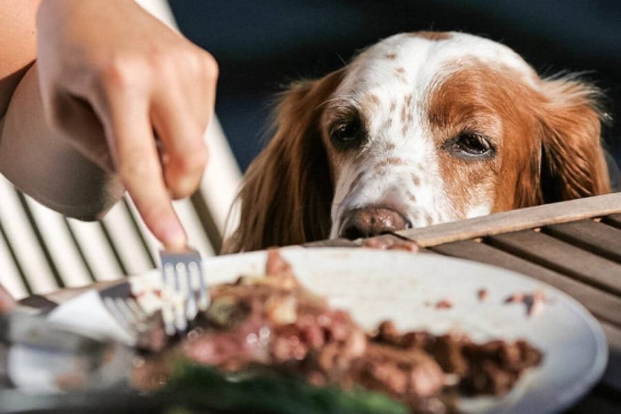 Can Dogs Eat Lunch Meat?