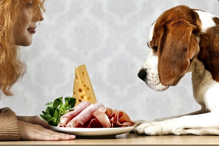 How can Meat be Bad for Dogs?