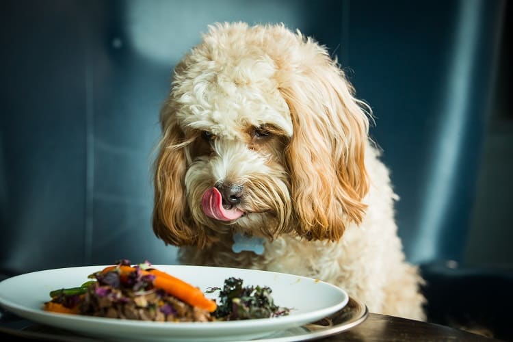 What to do if my Dog Eats Leftover Meat