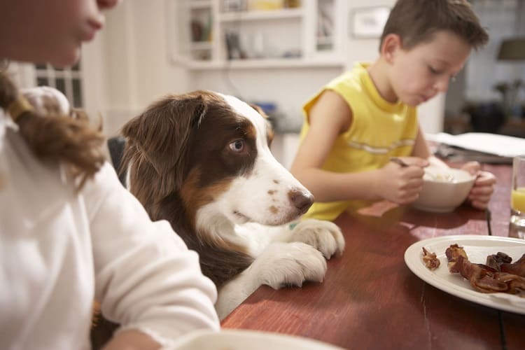 Should you Feed Leftover Meat to Your Dog