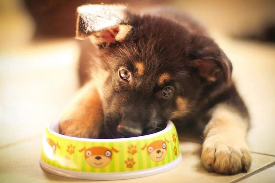 Can Dogs Eat Fish Sticks