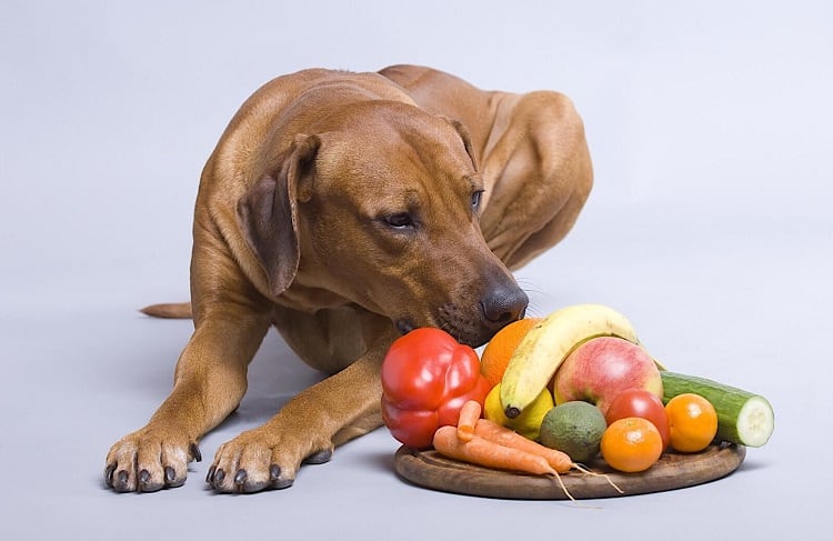 How to Protect Your Dog From Harmful Fruits