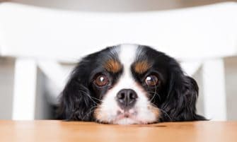 Can Dogs Have Honey Nut Cheerios?