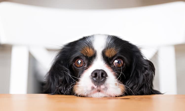 Can Cheerios Be Bad for my Dog?