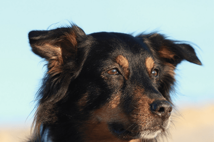 Getting to Know the Black Australian Shepherd 