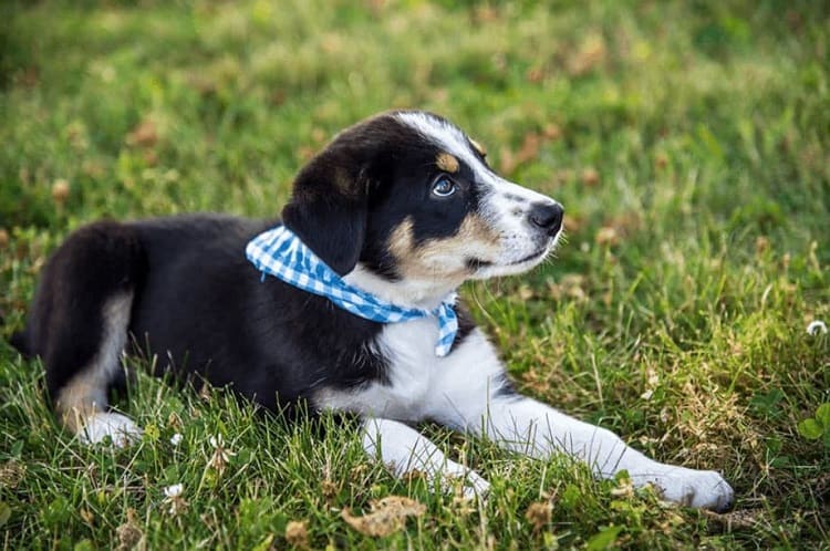 How Much do Black Australian Shepherds Cost?