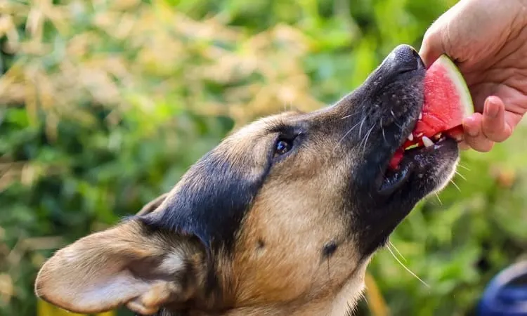 Other Exotic Fruits Not Recommended for Dogs