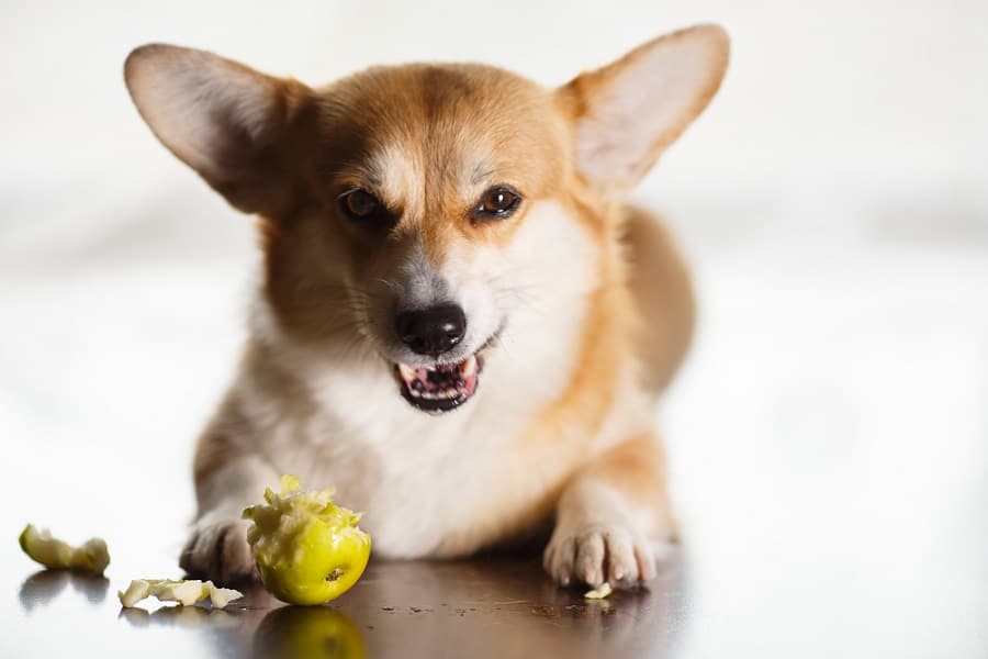 Can Dogs Eat Guava