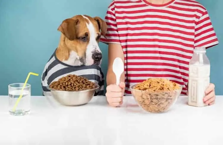 Cereals you Should NOT Feed Your Dogs With