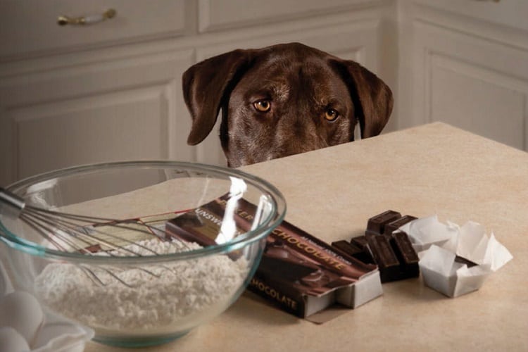 Other Toxic Foods for Dogs