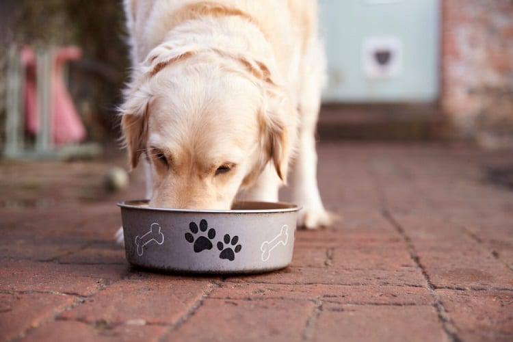 Ways to Feed Dried Apricots to Your Dog