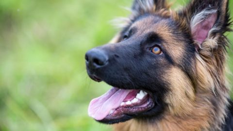 Can Dogs Have Dried Apricots