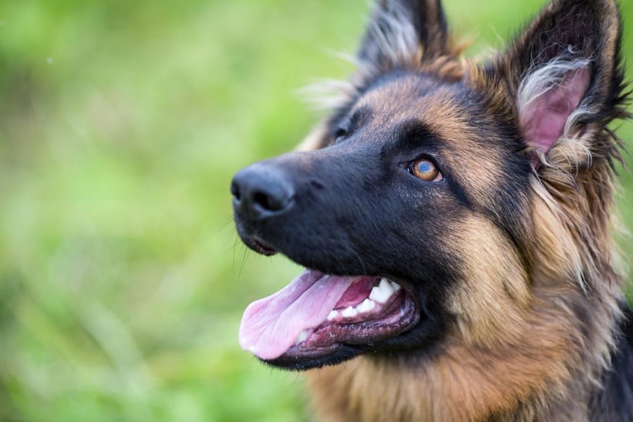 Can Dogs Have Dried Apricots