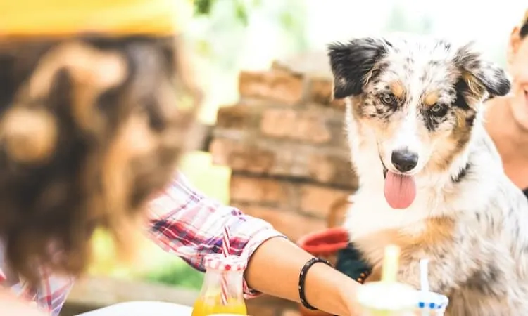 can dogs drink passion fruit juice