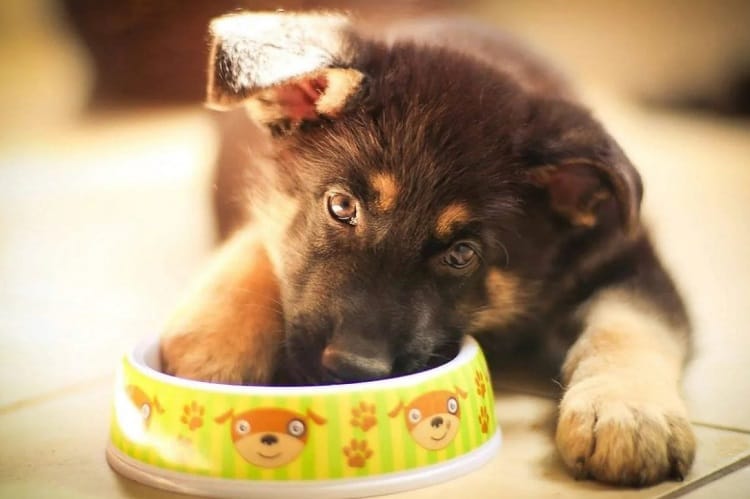 How Does Food Affect Puppy Poop