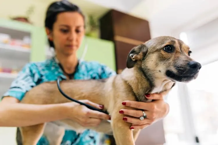 What to do in Case Your Dog Reacts Negatively to Incense