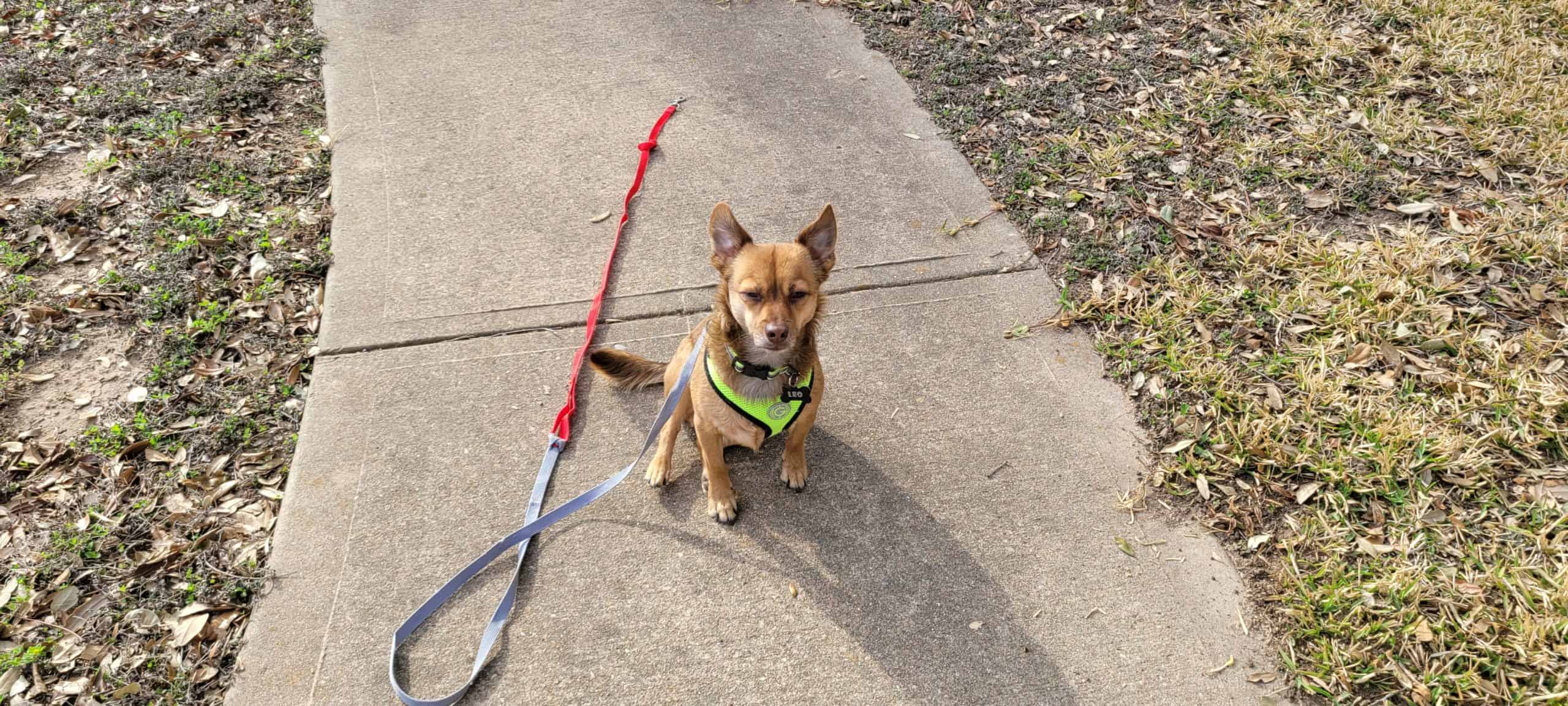 German-Shepherd-Jack-Russell-Mix