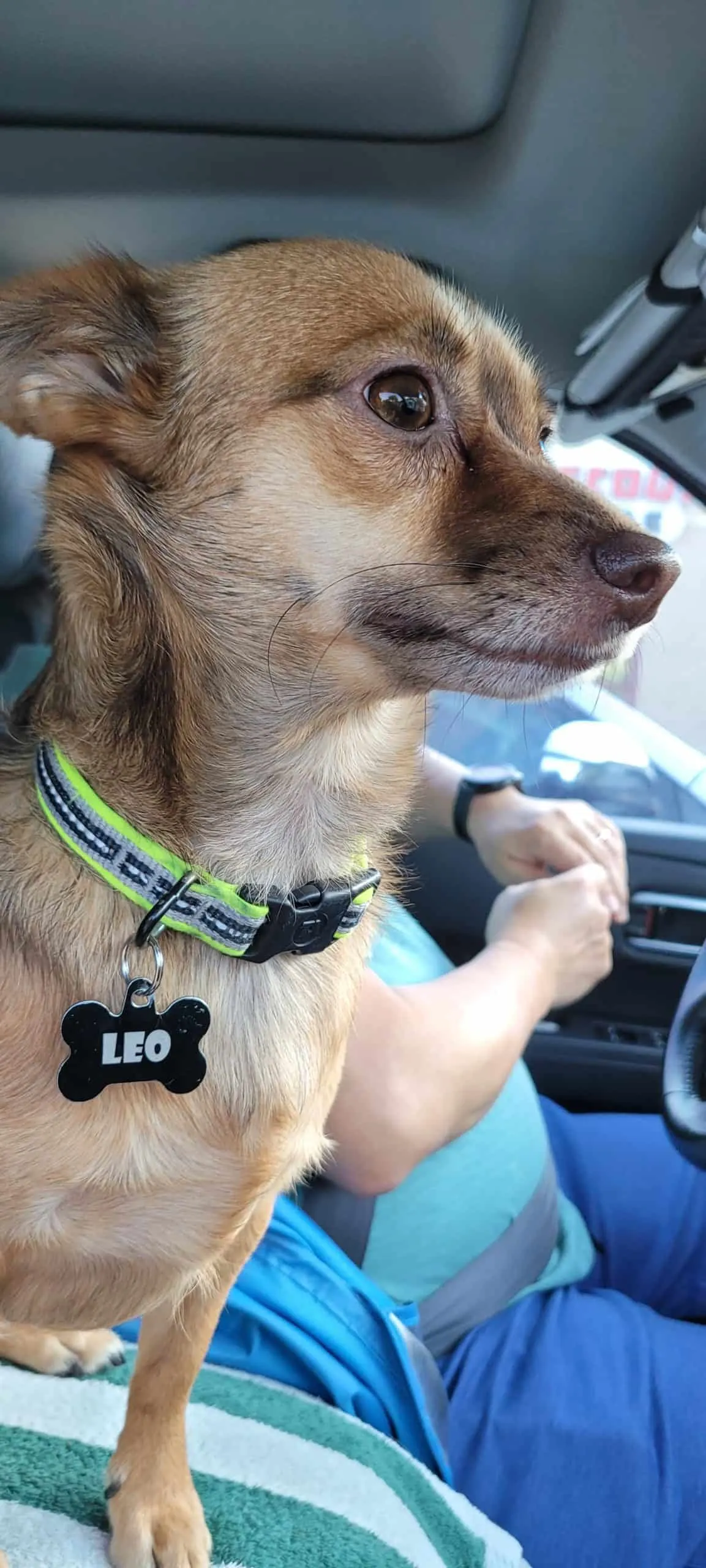 German-Shepherd-Jack-Russell-Mix