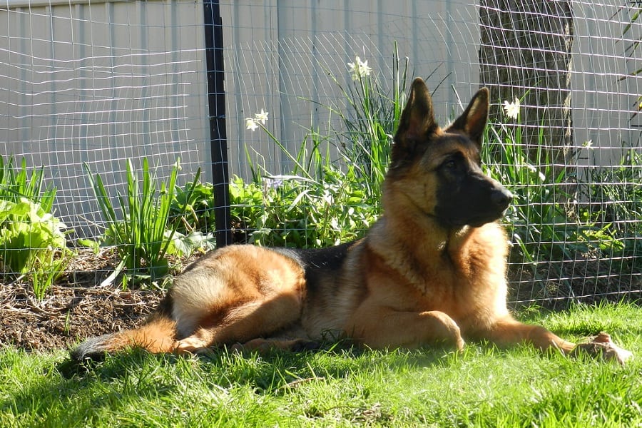 Everything to Know About Caring for a 10-Month-Old German Shepherd