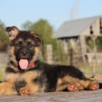 How to Take Care of a 3-Month-Old German Shepherd