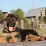 How to Take Care of a 3-Month-Old German Shepherd