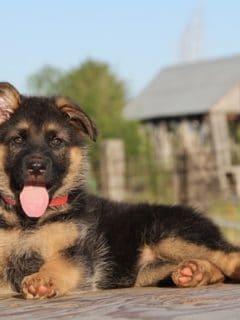 How to Take Care of a 3-Month-Old German Shepherd