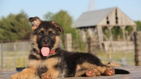 How to Take Care of a 3-Month-Old German Shepherd