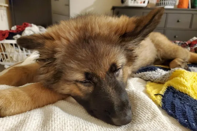 Sleep Requirements for a 3-Month-Old German Shepherd