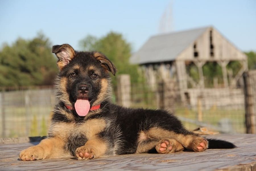 how big are german shepherds at 3 months