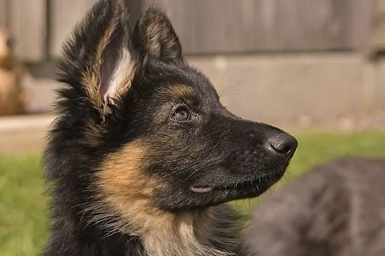 Physical and Behavioral Changes of a 3-Month-Old German Shepherd